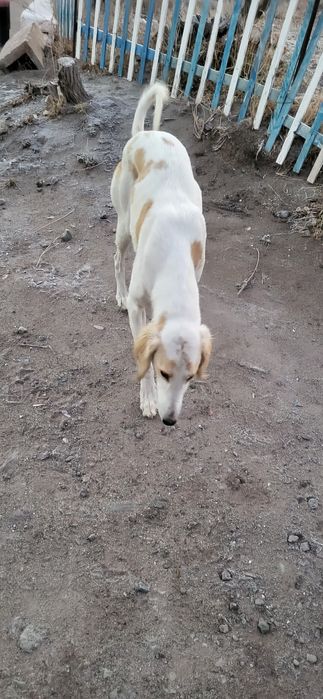 Потеряшка наверно