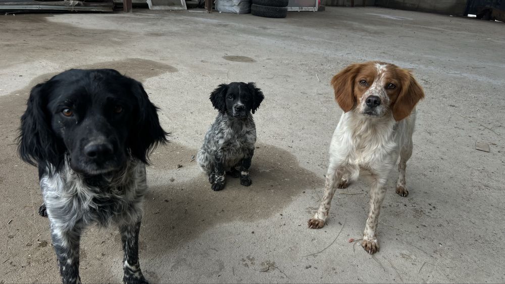 Бретонский эпаньол охотничья собака