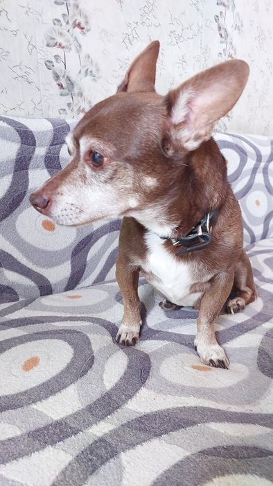 Пропала собака .