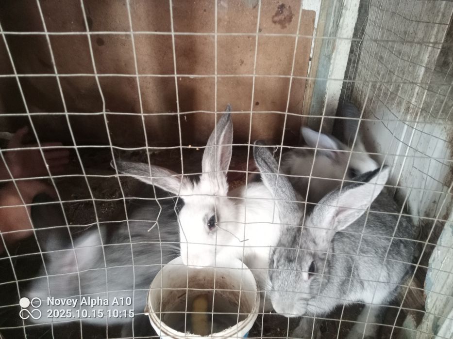 Кролики 4 штука quyonlar 4 ta sotiladi zotdor 1 yilda 2 3 marta bolili