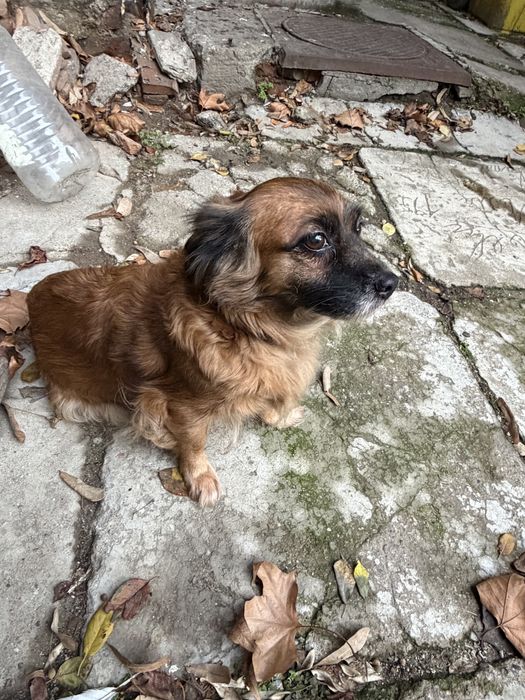 Urgent adoptie femela talie mica