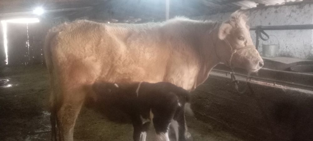 она бола Боласи 8 кунлик