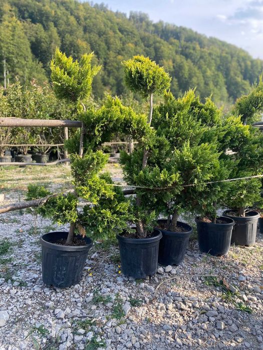 Plante Ornamentale - Tuia Spiral - Pon Pon - Leylandii - Etajere
