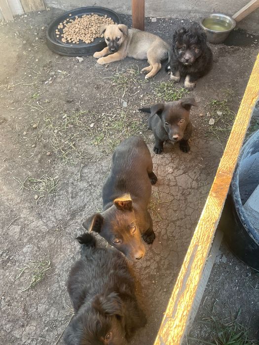 Donez 5 căței în Cluj-Napoca-Apahida