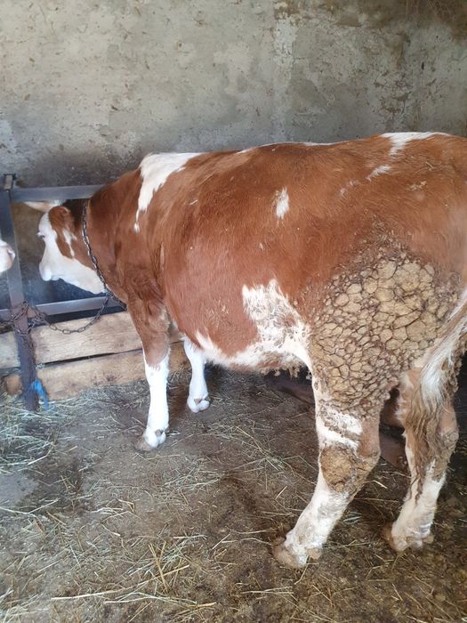 Schimb cu Vacă de Abator