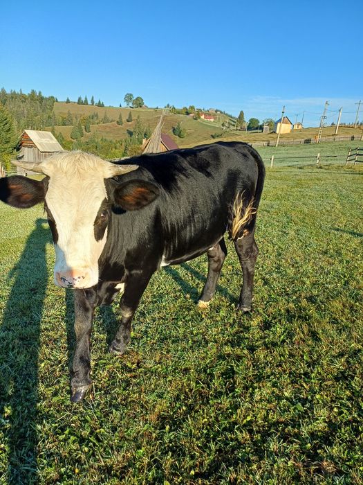 Vând juncă de un an jumate