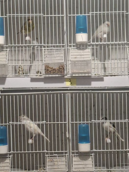 Canari Timbrado Clasic Continuu