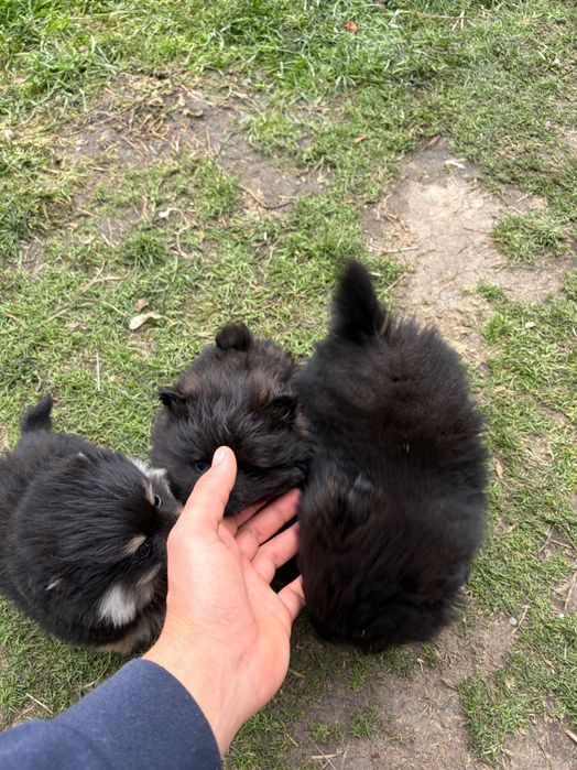 Шпиц-померан Черни