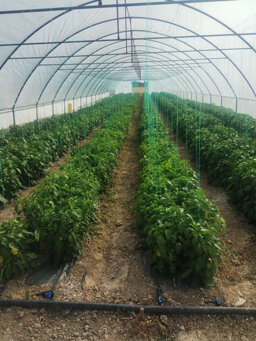 Solarii import Ungaria ieftine profesionale