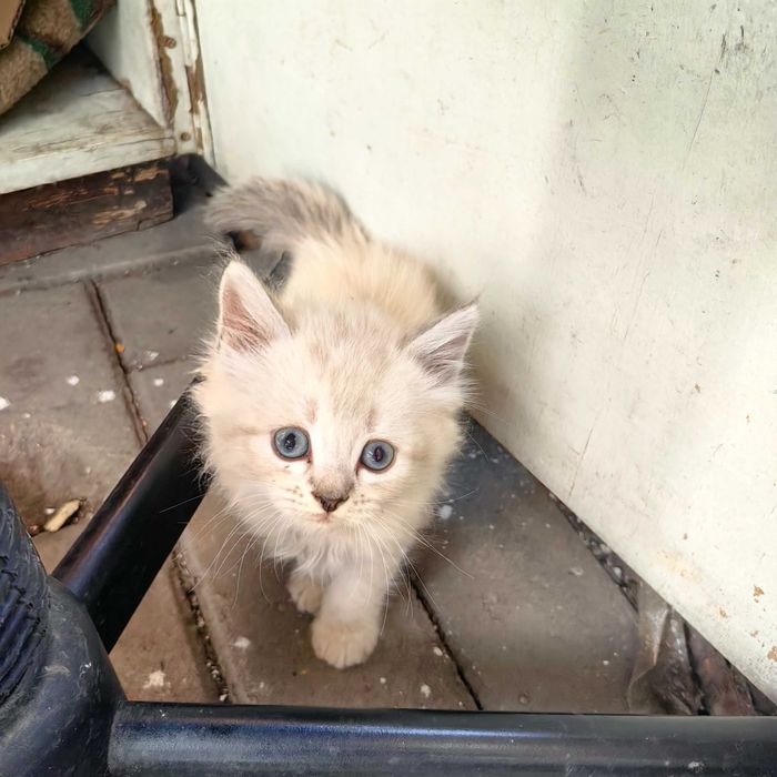 Отдам котят в ассортименте