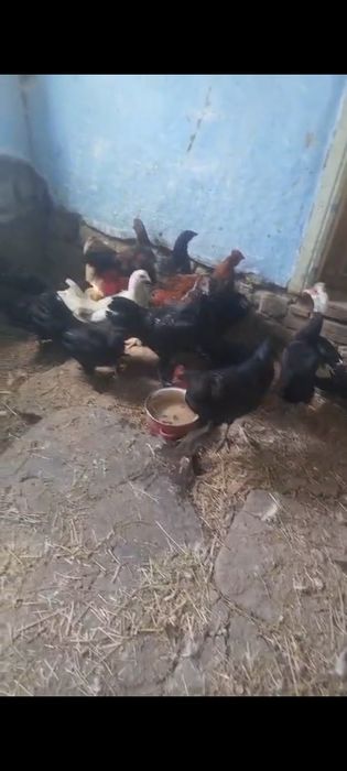 Куры петухи крупные молодые