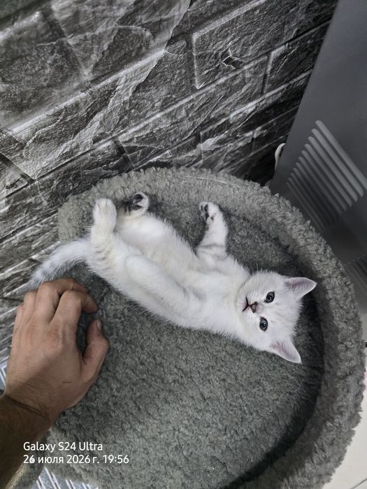 Котята серебристая и золотая шиншила