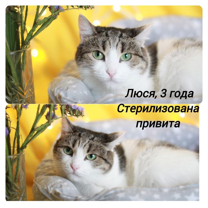 Отдам в добрые руки.