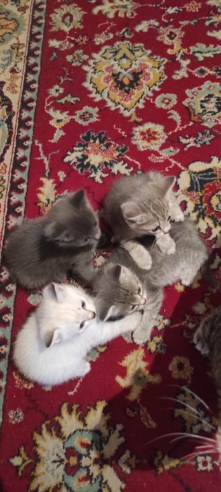 Дарю очень милых котят.