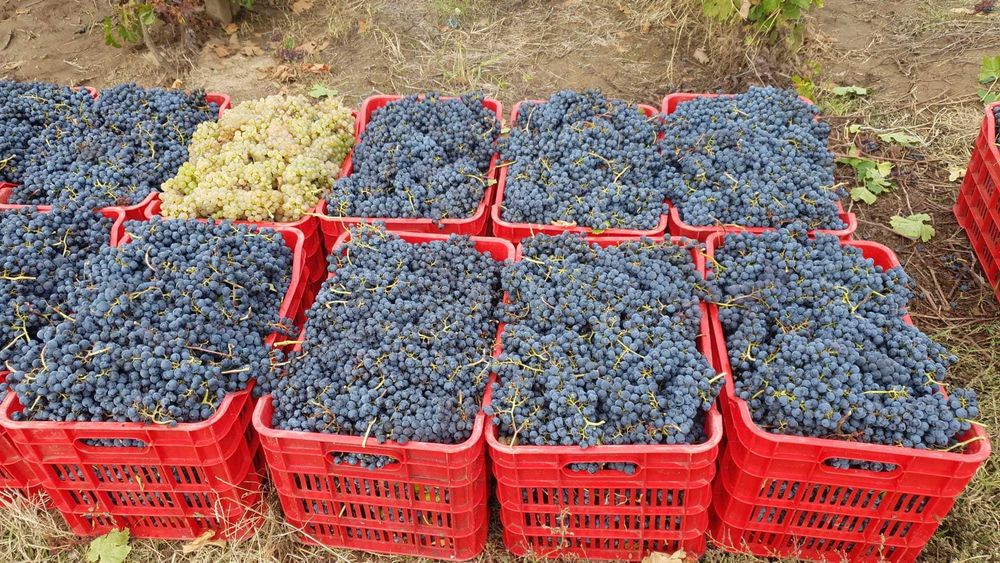 Struguri de vin – soiuri de calitate – pret foarte bun!