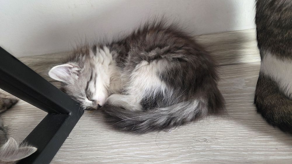 Котята красивые очень БЕСПЛАТНЫЕ