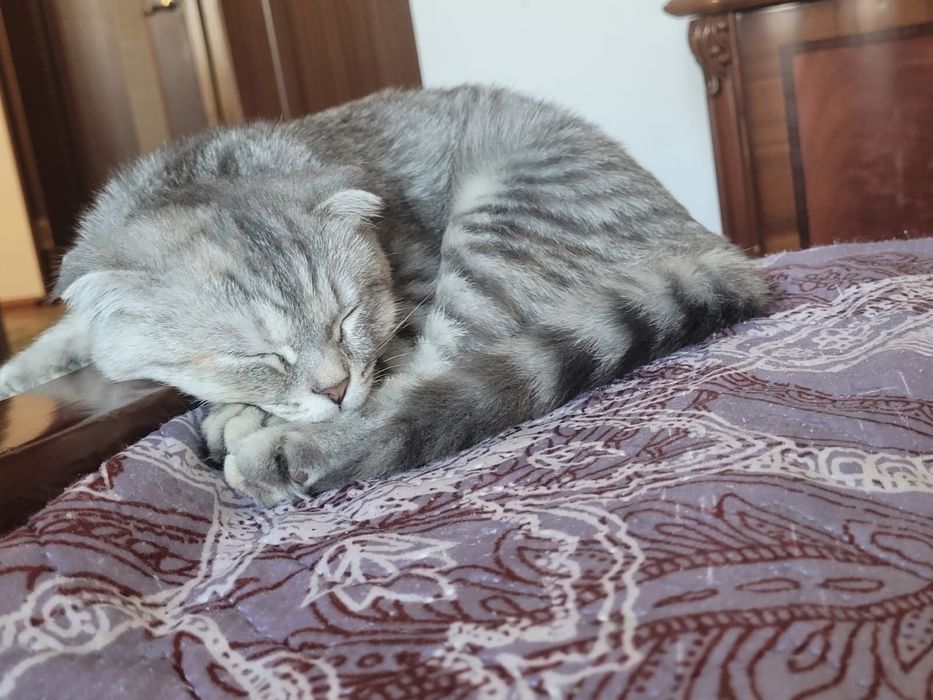 шотландская вислоухая (Scottish Fold)