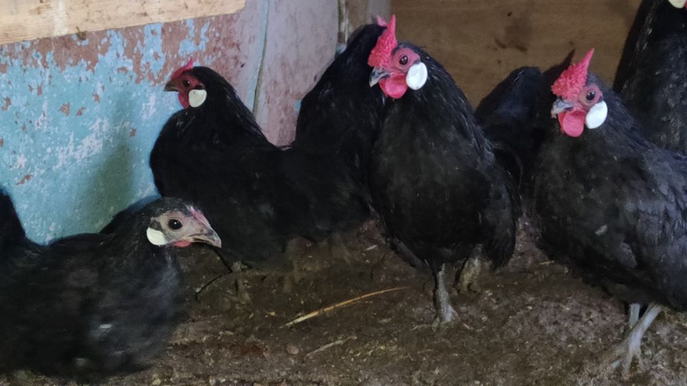 Beltanka zot oq zirak Xo'rozlar sotiladi