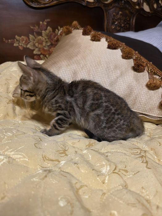 Бенгалски котета