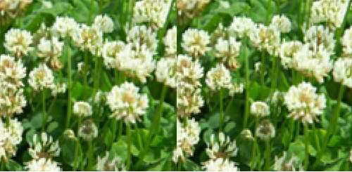 Trifoi alb, rosu, incarnat, suedez = seminte plante leguminoase