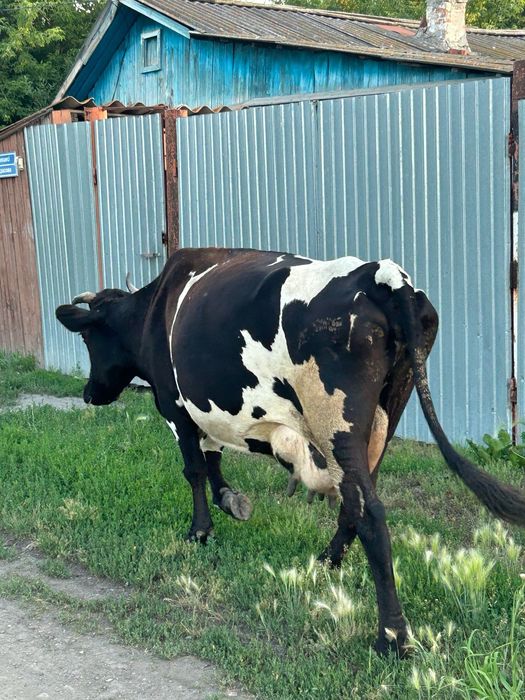 Продам дойную корову