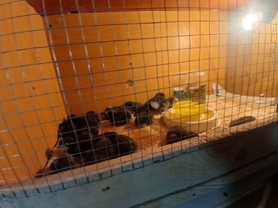 Цыплят астралорп,кучинский