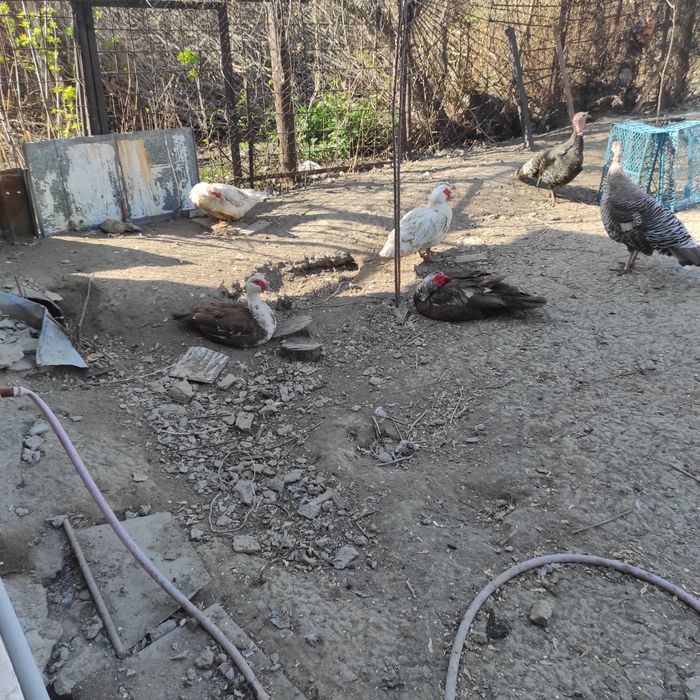 Яйца на инкубацию