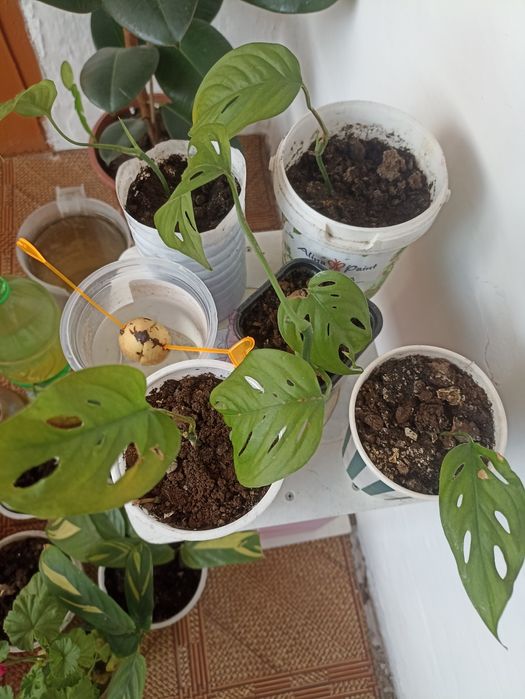 Продам монстеру манка