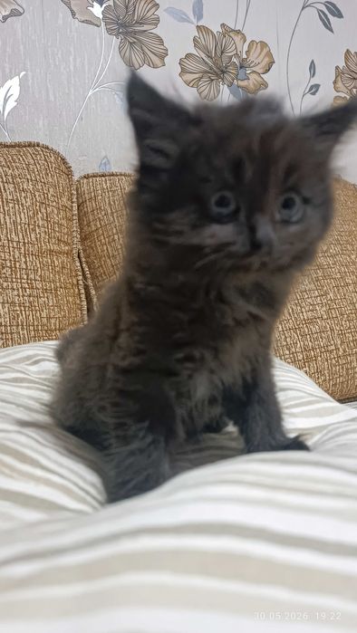 Ах какой котенок!
