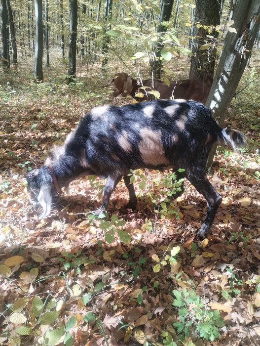 Vand sau schimb Tap anglo-nubian