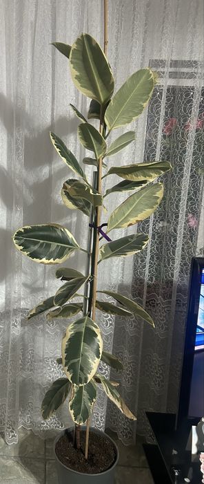 Продавам два броя Фикус Тинеке