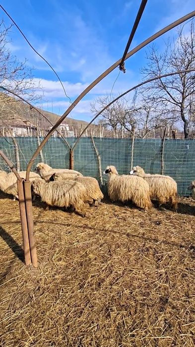 Vând oițe noatene țurcane