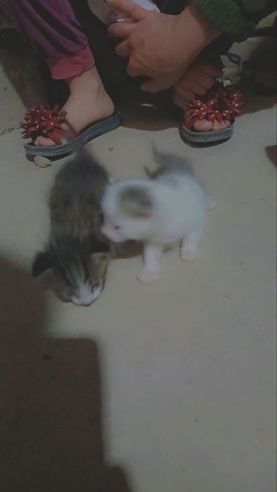 Отдам в добрые руки!