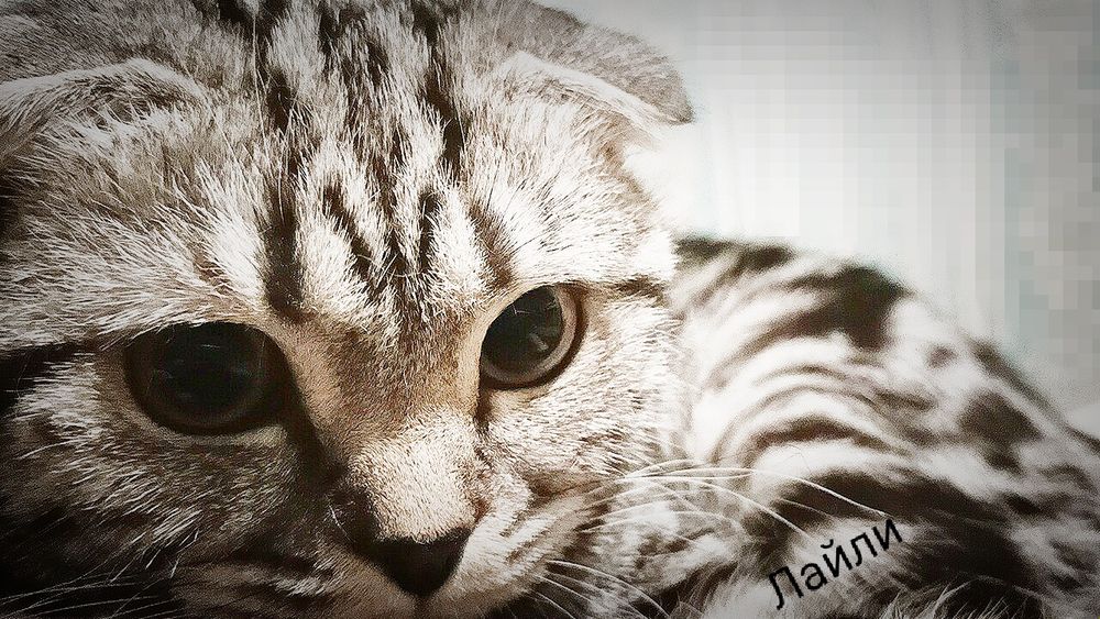 Шотландская кошка