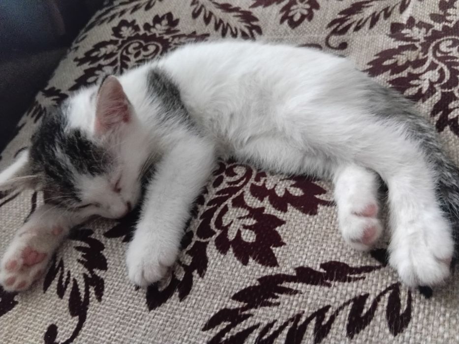 Отдам котят бесплатно
