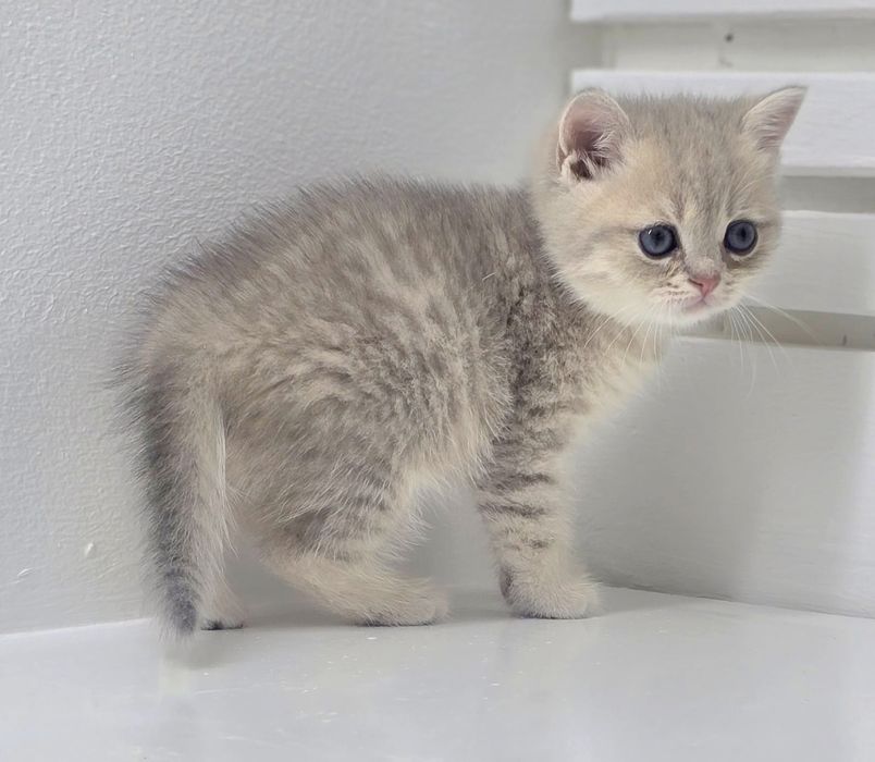 Котики британские ГолУбоЕ зоЛотО