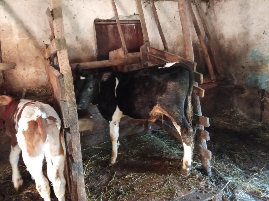 Vând o vițică și doi viței
