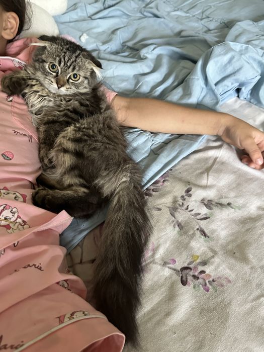Котенок 5 месяца в  добрые руки