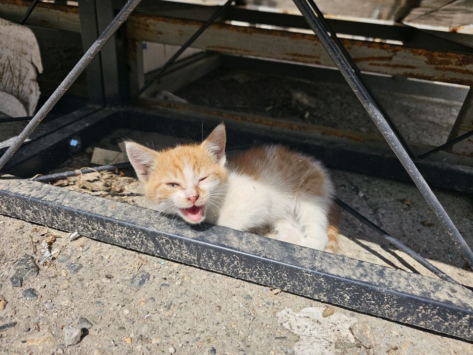 Коте търси нов дом