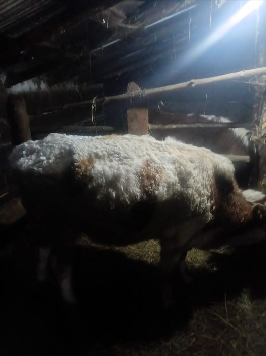 Продам бык продам бык