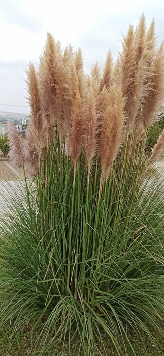 Пампаска трева за декорация