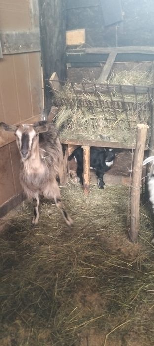 Capre de vânzare cu ieiz