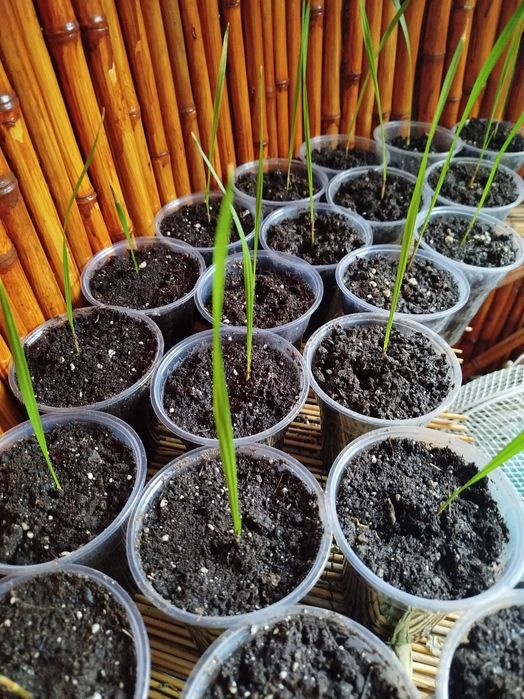 Палма "Вашингтон"