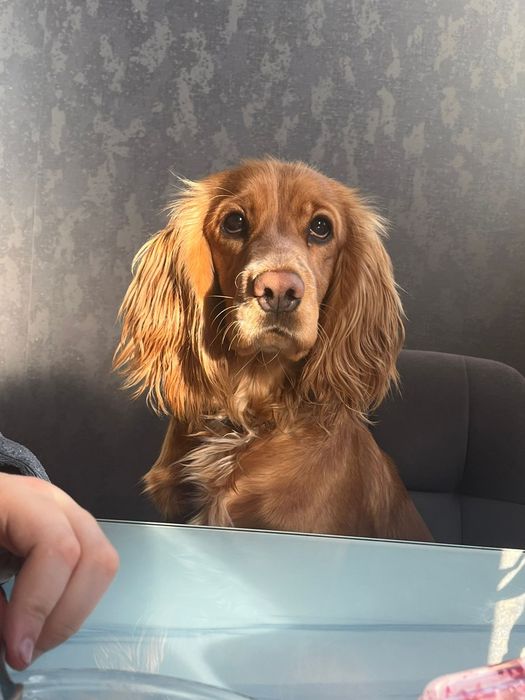 Продам русский охотничий спаниель