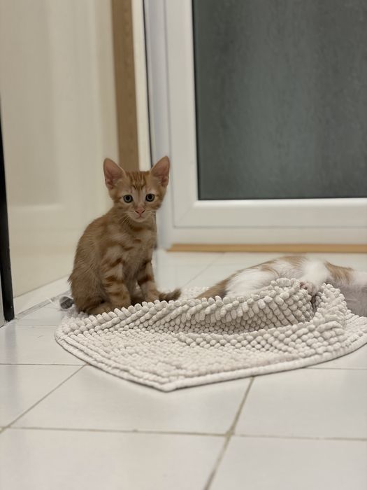 Подарявам котенца