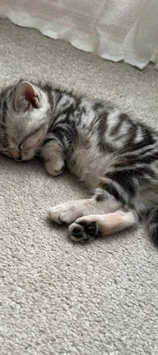 Котята шотландцы мрамор на серебре