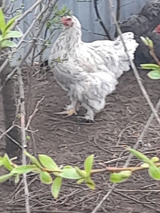 Ouă pentru incubator