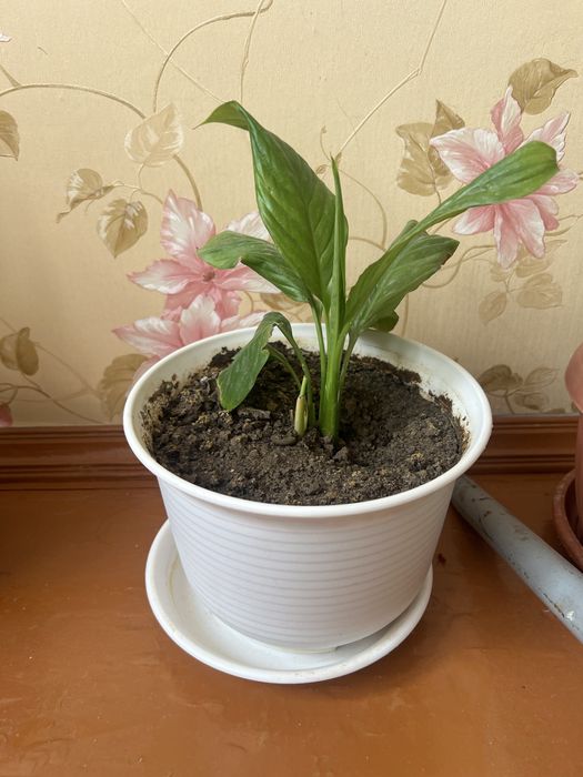 Женское счастье - спатифиллум