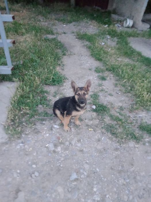 Продам овчарку