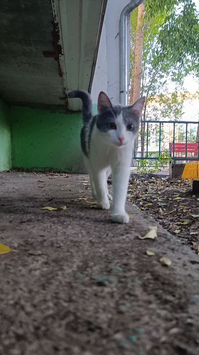 Кошечка только в добрые руки